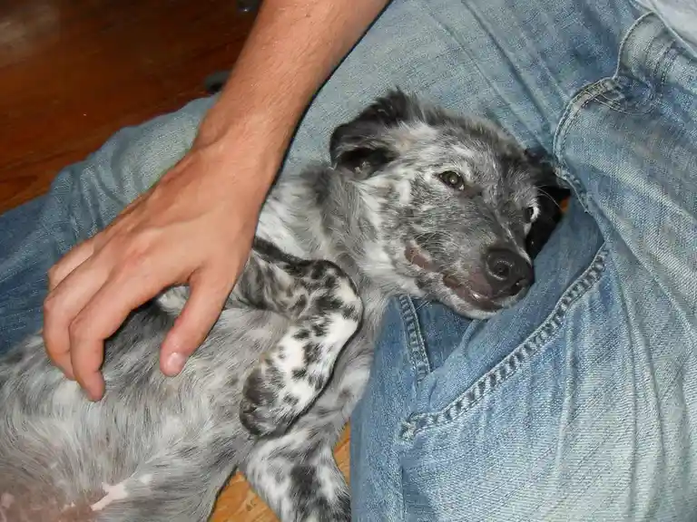 A small, gray and white speckled puppy with green eyes is lying on its back in someone's lap, being petted by a human hand…