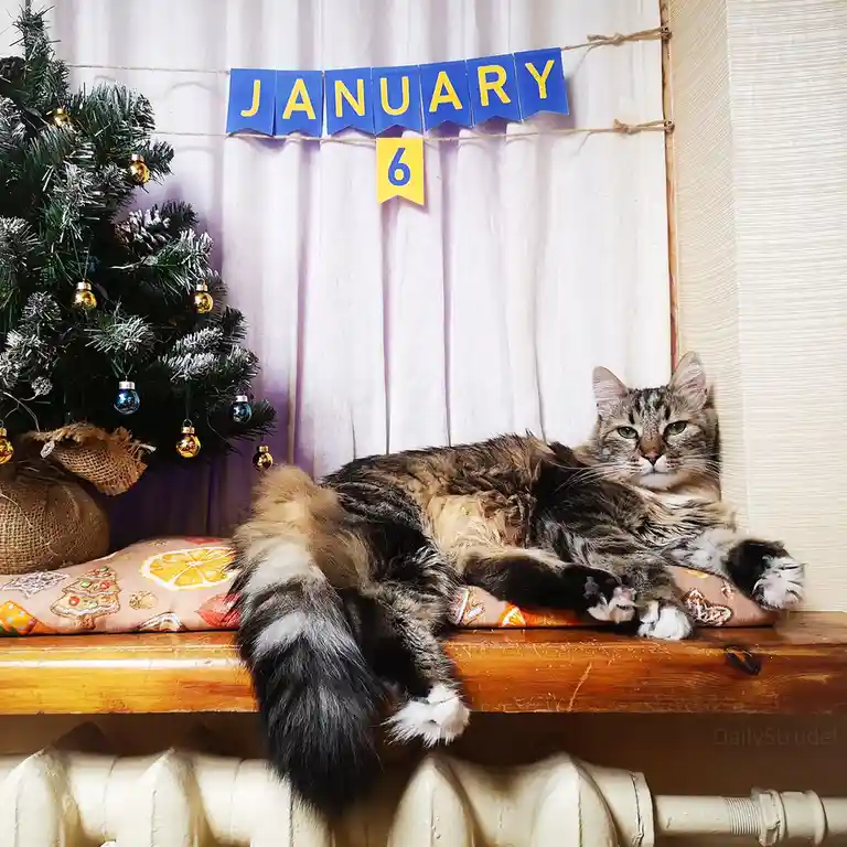 A fluffy tabby cat lounges on a wooden shelf above a radiator, looking bored and unimpressed. Behind it, a small decorated…