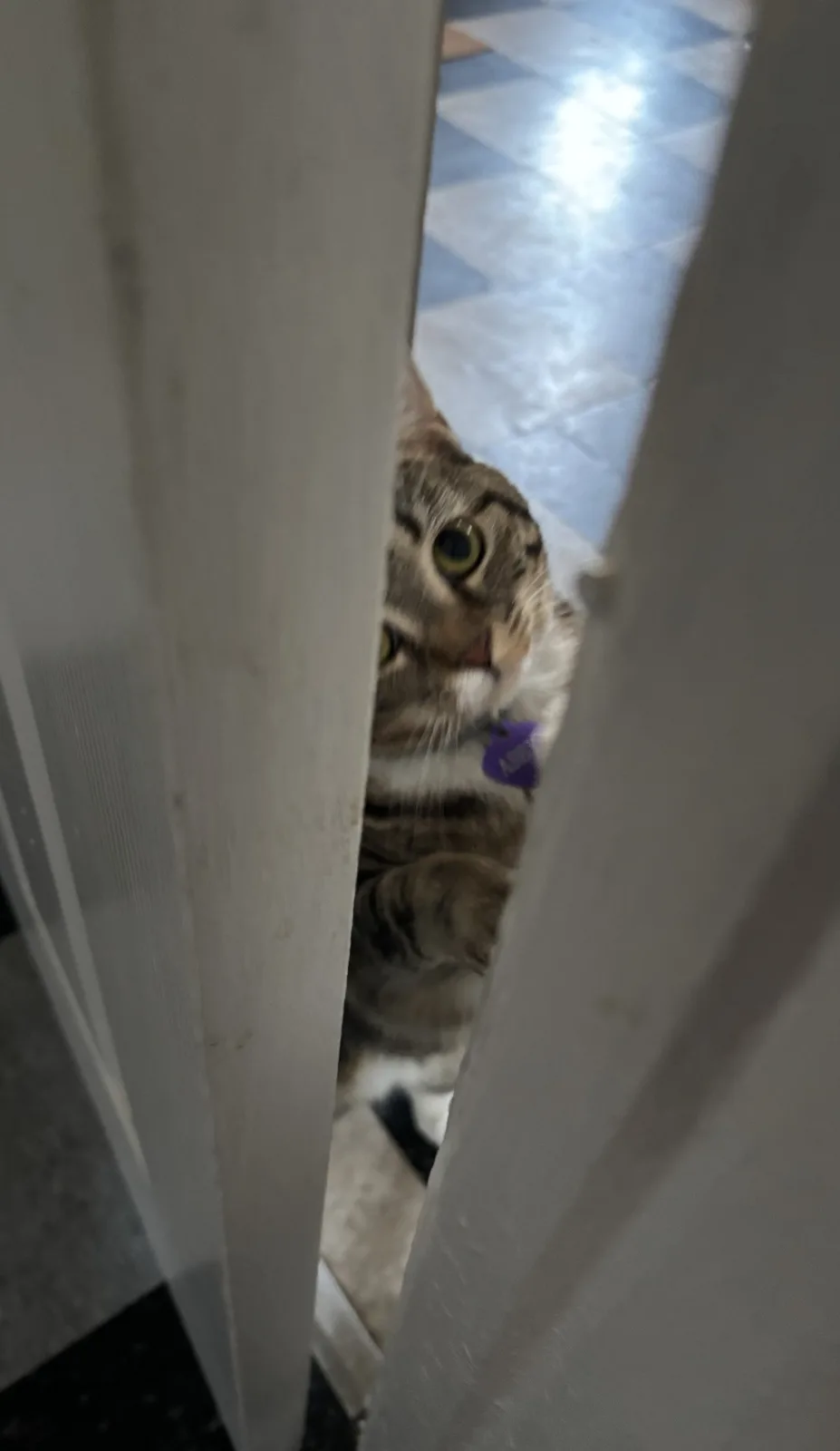 A tabby cat with green eyes and a purple collar peers through a narrow gap in a white door, looking directly at the camera…