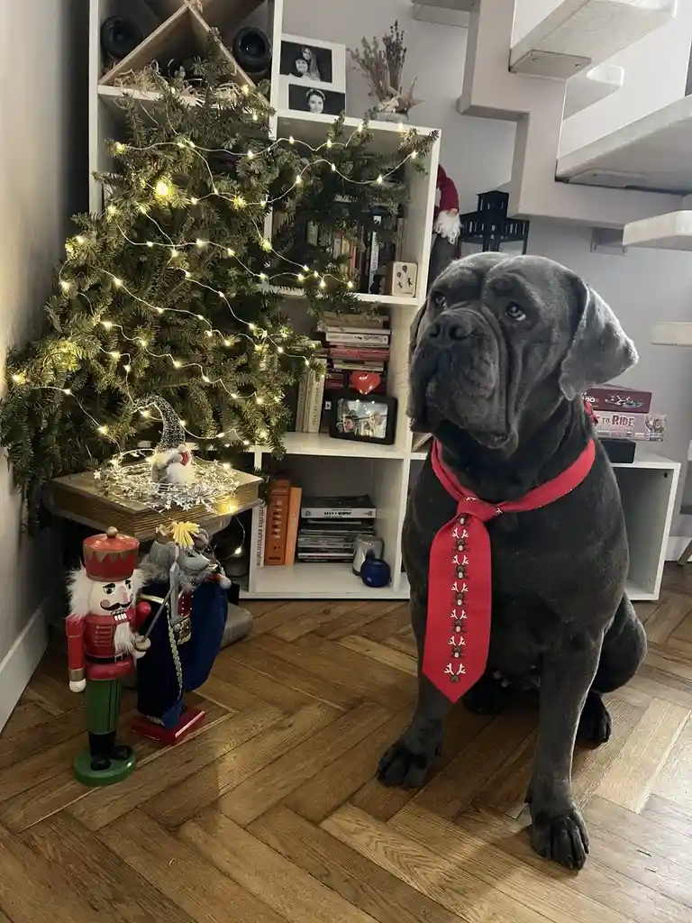 A large, dark grey dog with a wrinkled face and droopy jowls sits on a wooden floor wearing a red tie with white patterns…
