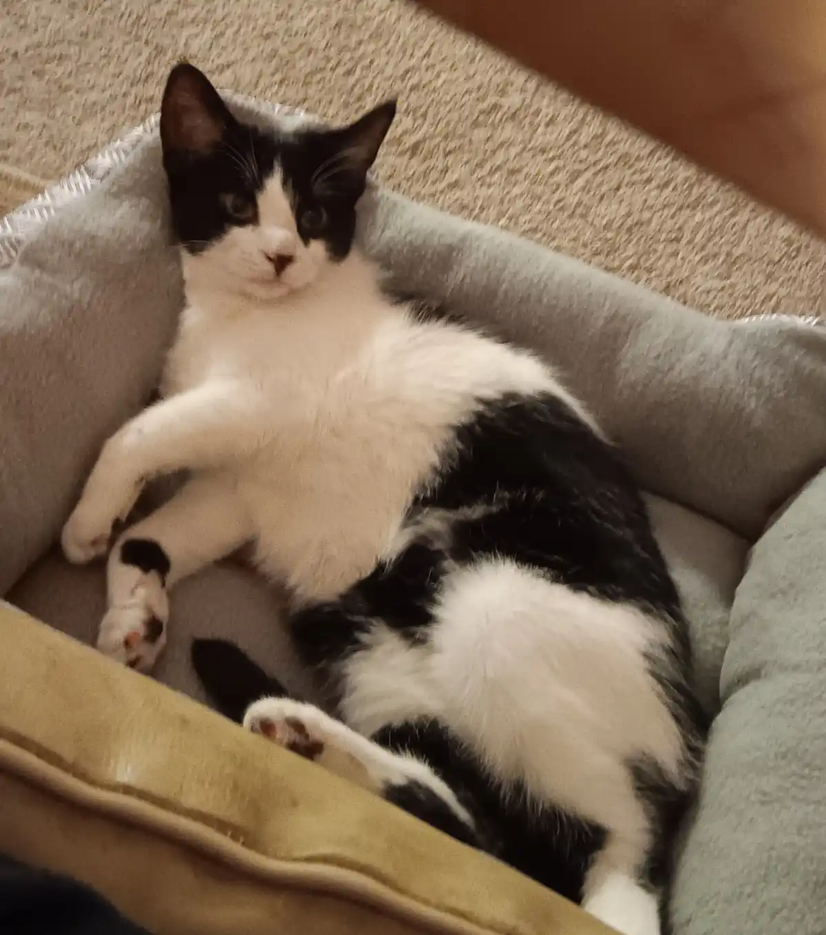 A black and white cat is lounging comfortably in a light gray pet bed, lying on its side with its paws stretched out. The…