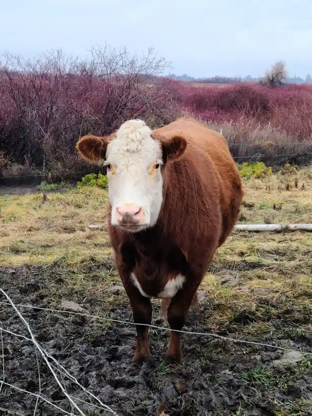 A brown and white cow stands in muddy ground behind a wire fence, looking directly at the camera with a calm, slightly…