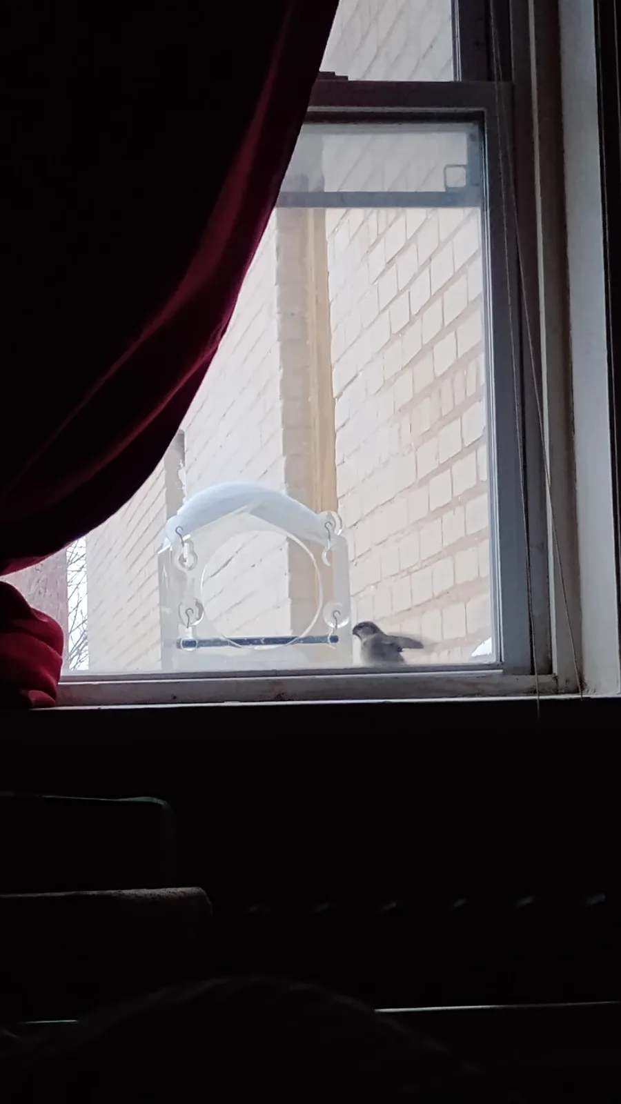 A small bird is perched on the outside of a window, looking in, with a clear plastic bird feeder attached to the glass…