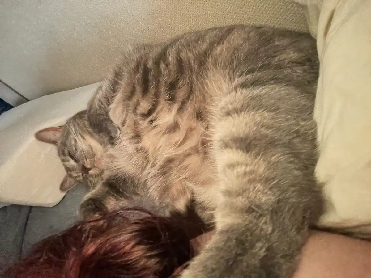 A fluffy gray tabby cat is curled up and sleeping soundly on a person's chest, with the person's reddish-brown hair and arm…