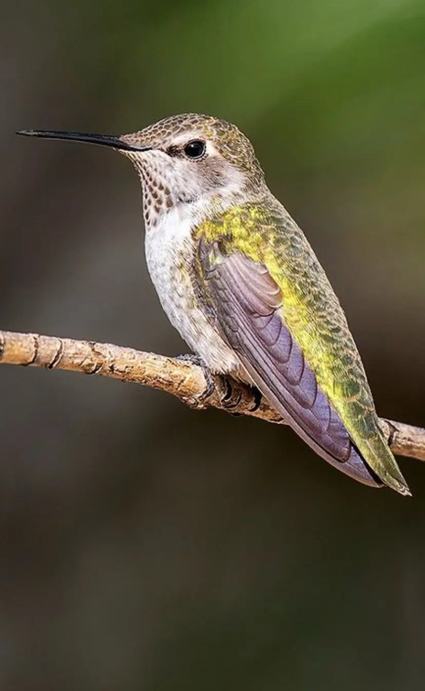 A close-up photograph of a hummingbird perched on a thin branch, showing its iridescent green and purple feathers, long…