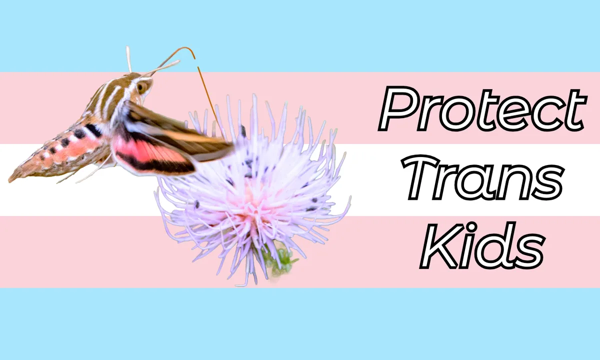 A hummingbird moth hovers near a spiky purple flower against a background of the trans flag (light blue, pink, white…