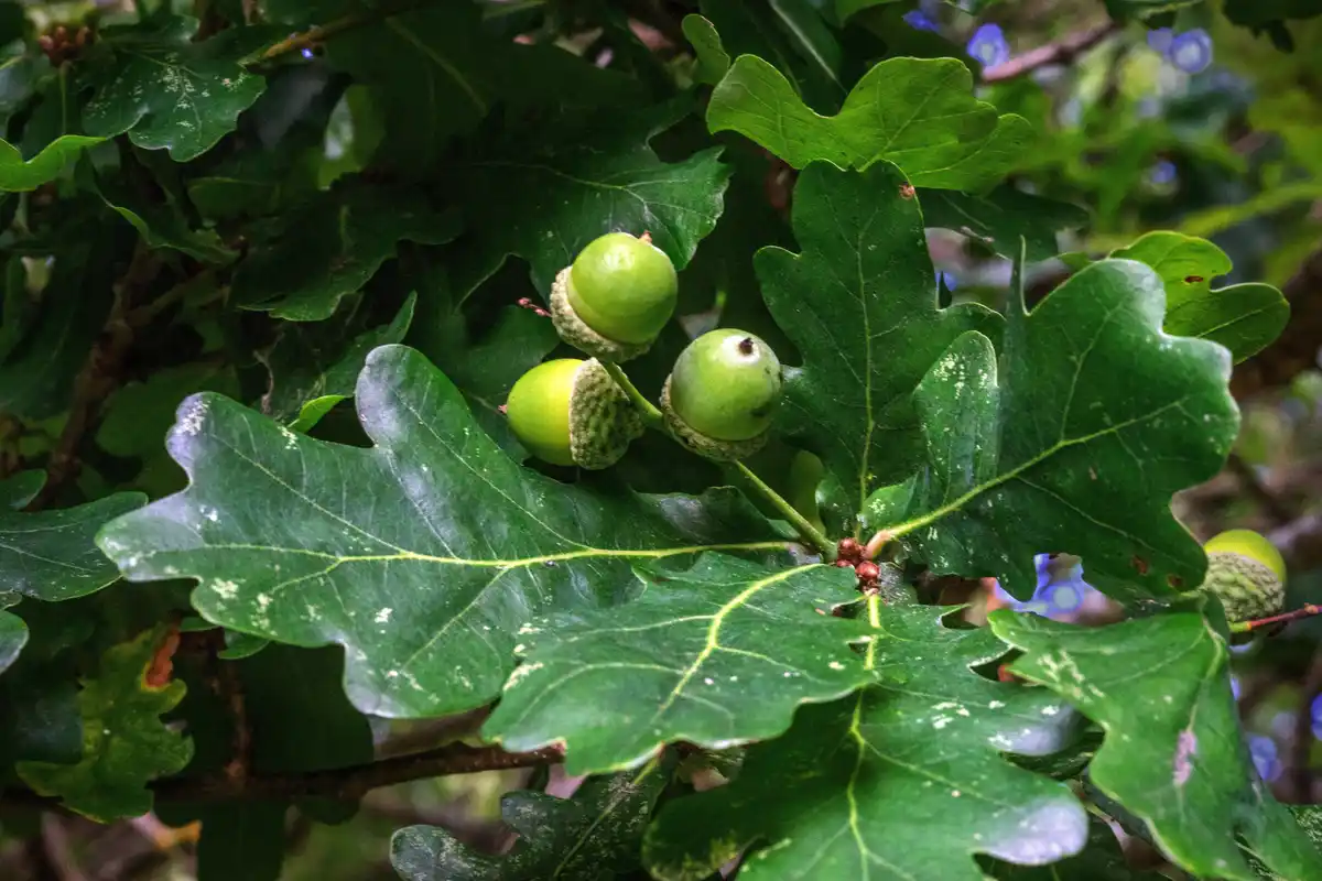 The mighty acorn: nature's little treasure!
