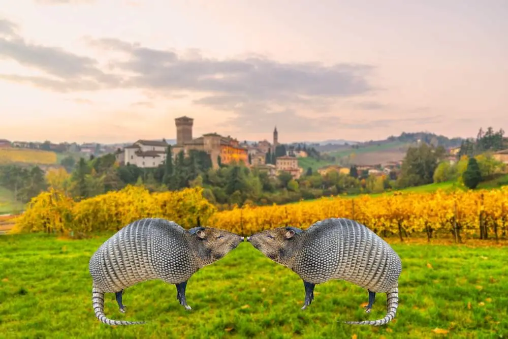 Two armadillos are digitally superimposed onto a scenic Italian vineyard landscape with a historic hilltop town in the…