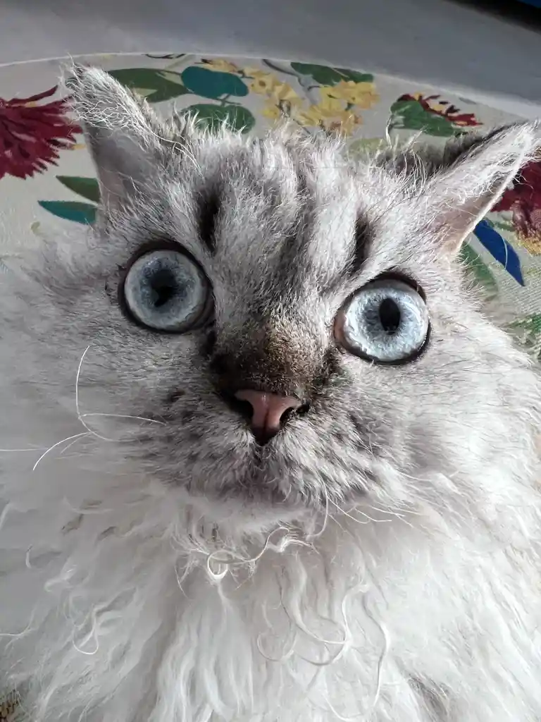 A close-up photo of a fluffy, light-gray cat with wide, startled blue eyes and a slightly furrowed brow, looking directly at…