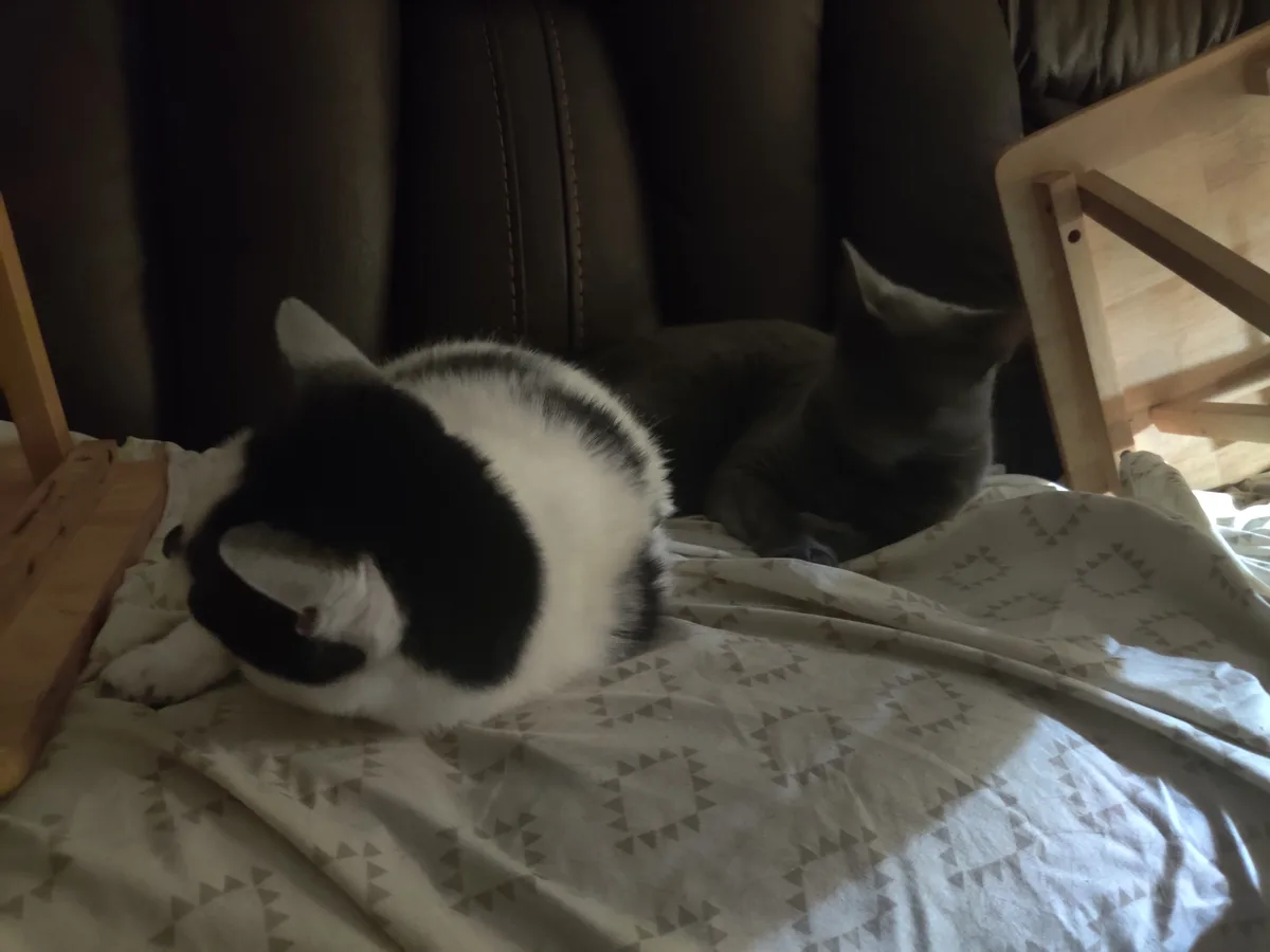 Lena and Smokey: A Heartwarming Duo