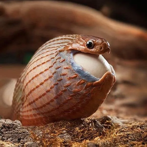A snake with a brown and tan striped body is shown with its mouth wide open, revealing a large, smooth, white egg inside…