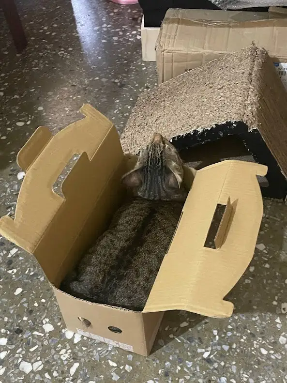 A tabby cat is curled up inside an open cardboard box on a speckled floor, looking up at a nearby cardboard structure with…