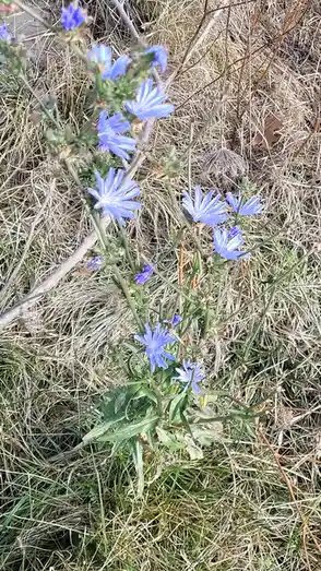 A close-up photo of blue chicory flowers growing among dry and green grass with thin stems and spiky leaves. The overlaid…