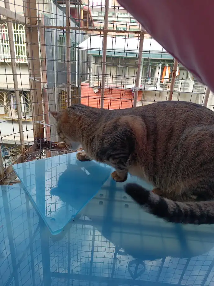 A tabby cat is standing on a glass table inside a wire cage, intently staring at a blue plastic triangle placed on the…