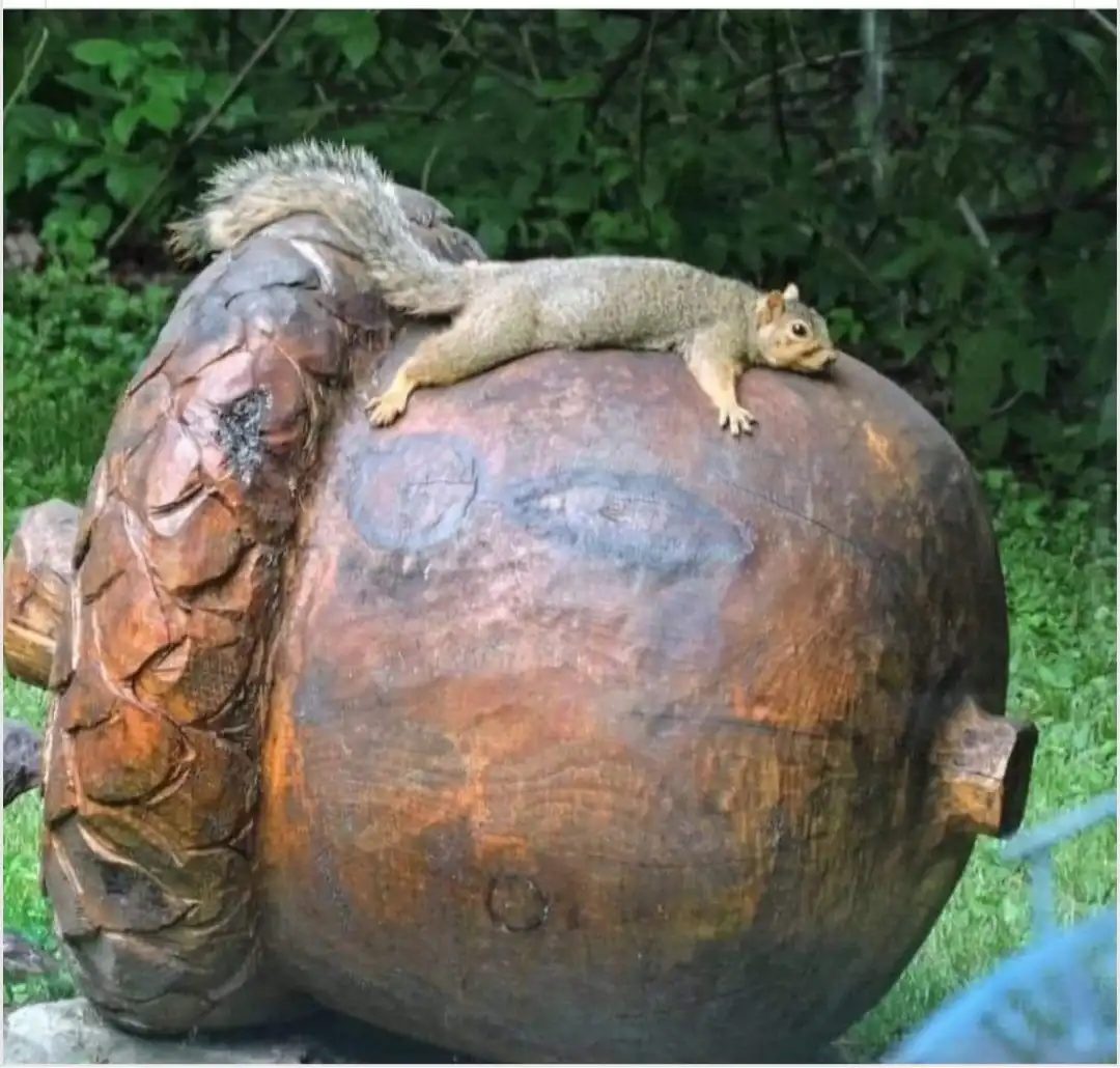 A squirrel is lounging comfortably on top of a large, weathered wooden sculpture of a human head, which has visible carved…