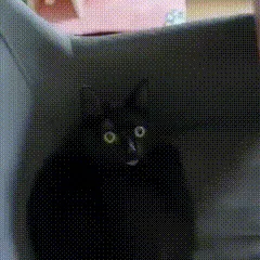 Cat's Epic Reaction: WHAAAAA!