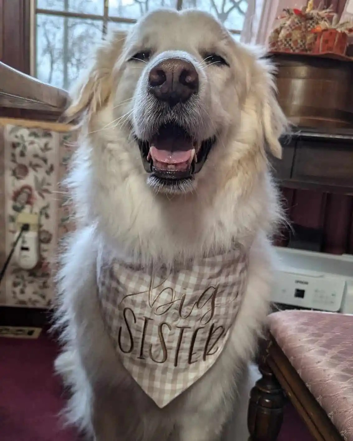 A fluffy golden retriever with a happy, slightly smug expression wears a beige and white checkered bandana that reads 'big…