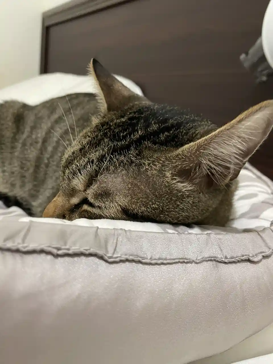 A close-up photo shows a tabby cat sleeping peacefully with its eyes closed on a soft, light-colored bed or pillow. The…