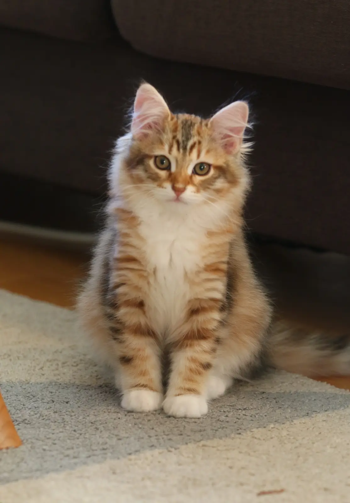 Meet the Cuteness Overlord!