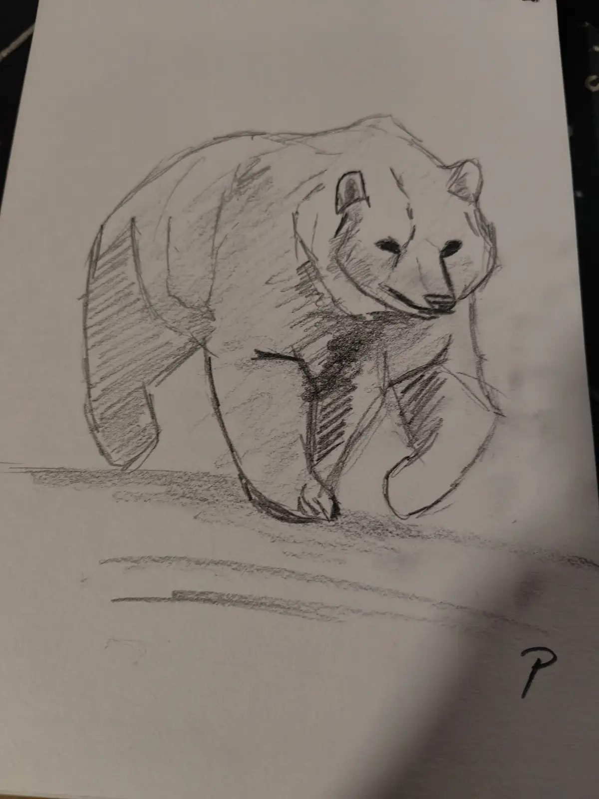 A pencil sketch of a bear standing on all fours, drawn on white paper with visible shading and hatching. The bear has a…