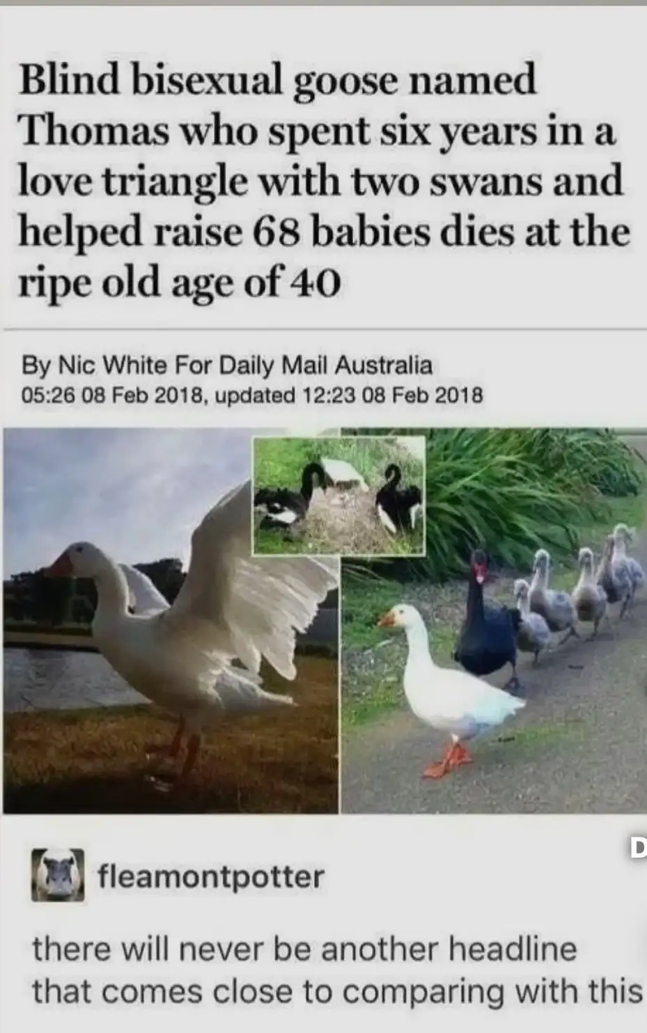 The image displays a mock news article with a headline about a goose named Thomas, described as blind and bisexual, who was…