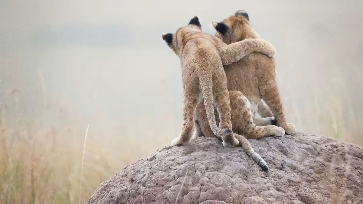 On the wild savanna, lion cubs are brought up in groups of 5-15, collectively known as crÃÂ¨ches, where they bond with…