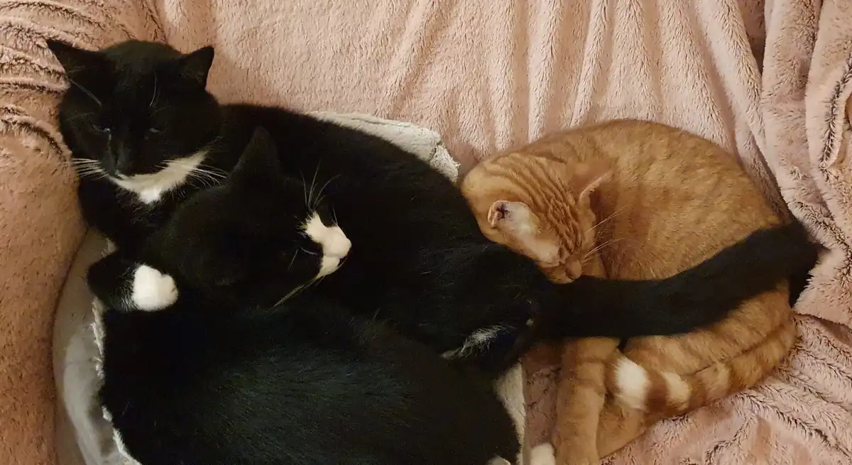 Three cats are curled up together on a pink blanket; two black-and-white cats and one orange tabby, with the orange cat's…