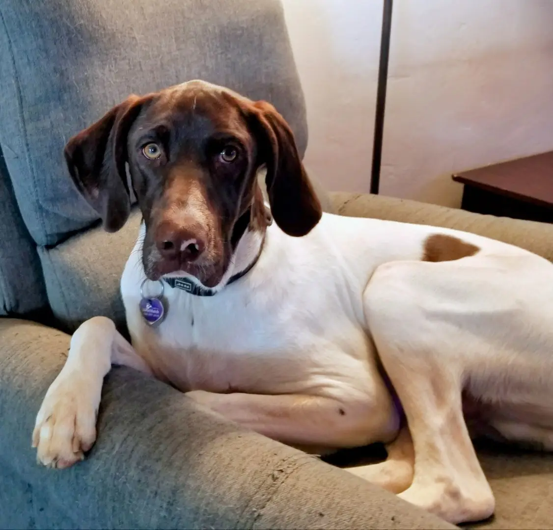 a brown and white dog with floppy ears and a collar lies on a gray couch, looking directly at the camera with a tired…