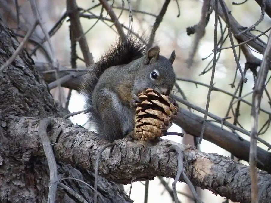 A gray squirrel with a bushy tail sits on a tree branch holding a large pinecone, looking directly at the camera. The image…