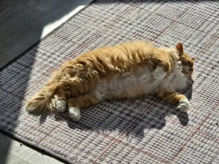A fluffy orange and white cat is lying stretched out on a patterned rug, basking in a patch of sunlight. The cat appears…