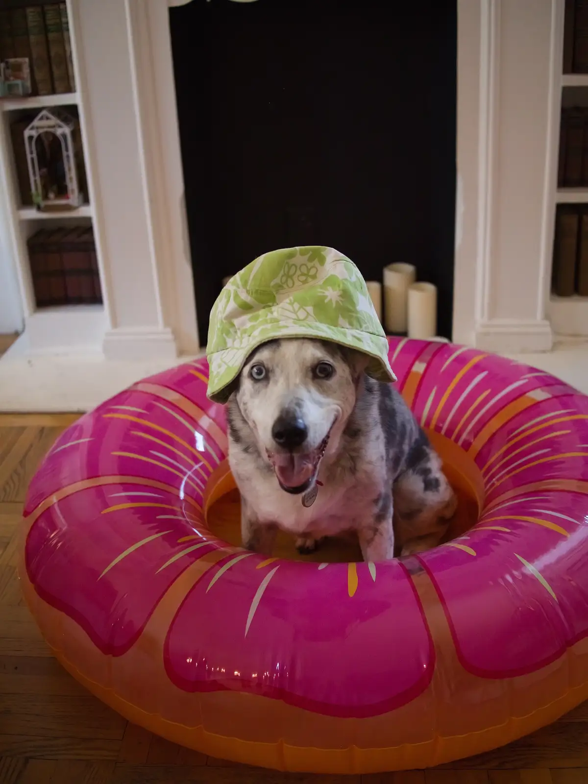 A dog with a green patterned bucket hat sits inside a large, pink inflatable donut-shaped pool float on a wooden floor. The…