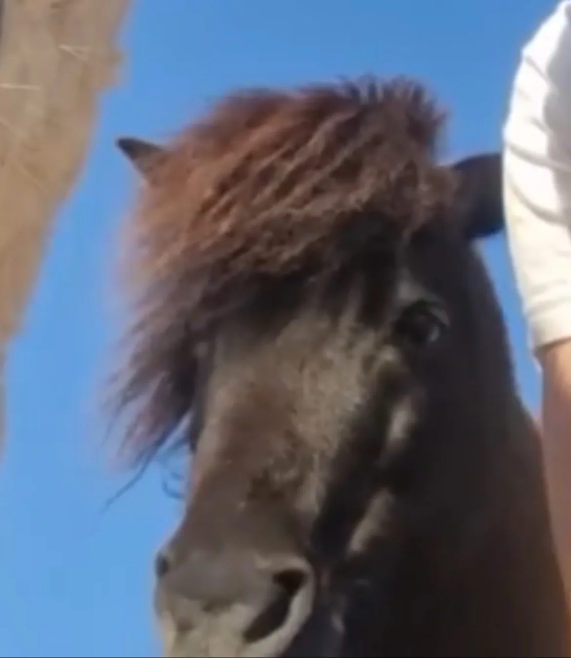 A close-up shot of a dark brown horse looking directly at the camera against a clear blue sky, its mane is messy and…