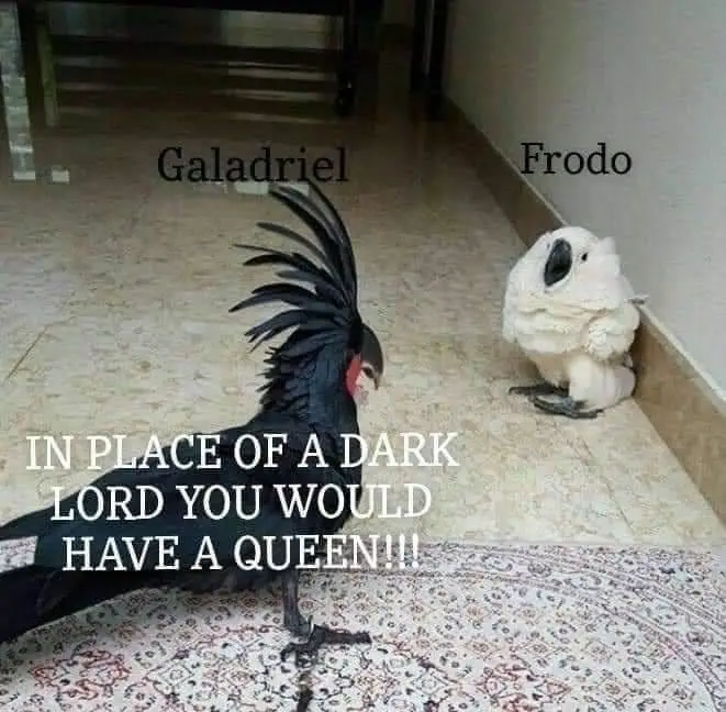 A black cockatoo with a prominent crest is labeled 'Galadriel' and faces a white cockatoo labeled 'Frodo' sitting on a tiled…