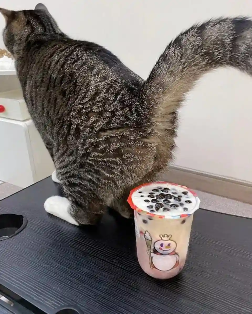 A tabby cat with a white paw is sitting on a black table, facing away from the camera, with its tail arched high. Next to it…
