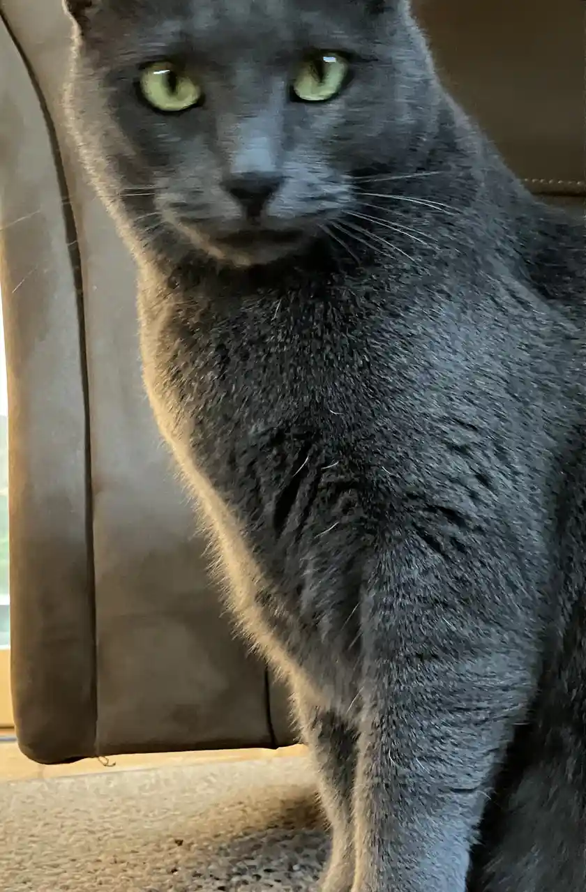 A close-up photo of a gray cat with striking green eyes staring intently at the camera, sitting on a carpeted floor next to…
