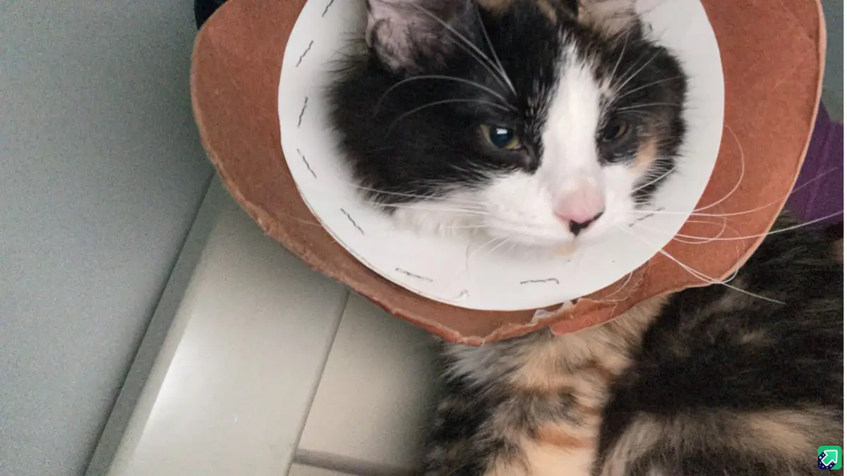 A calico cat with black, white, and orange fur wears a makeshift cone collar made of cardboard and white paper, looking…