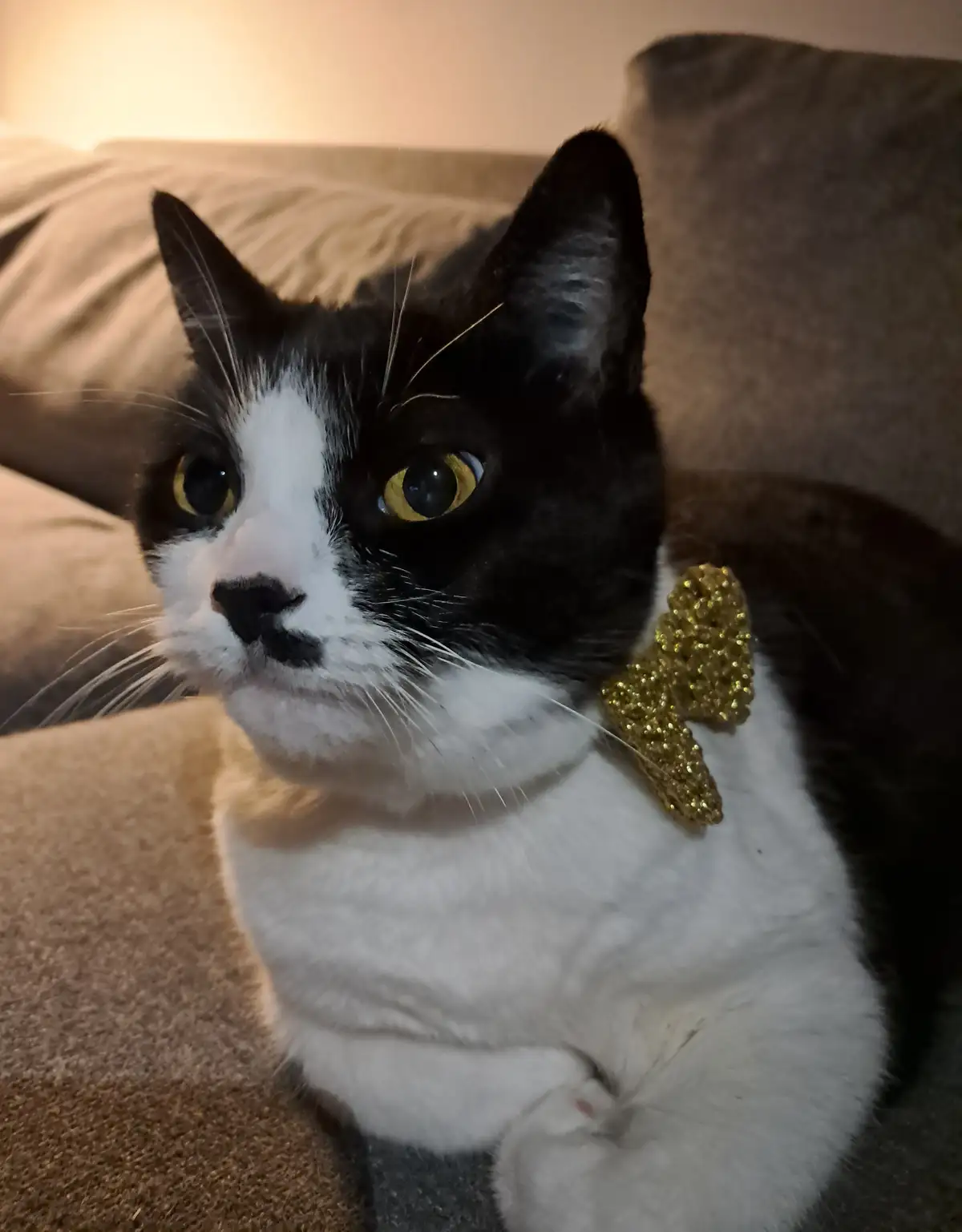 A black and white cat with wide, yellow eyes sits on a beige couch, wearing a sparkly gold bowtie around its neck, looking…