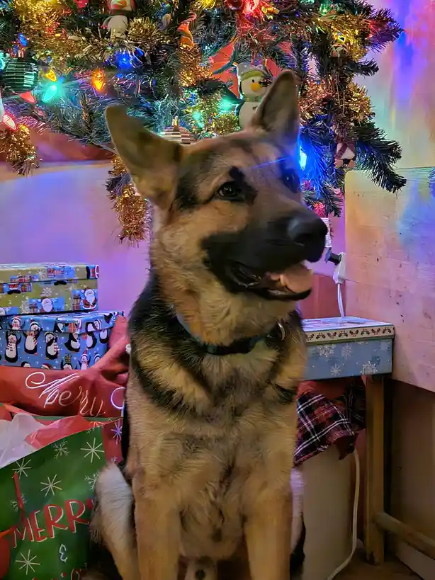 A German Shepherd dog sits calmly in front of a brightly lit, decorated Christmas tree with colorful lights and ornaments…
