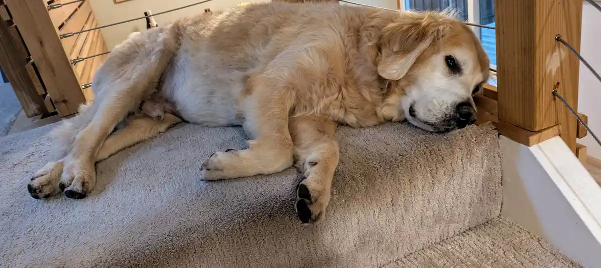 A golden retriever is lying sprawled across a carpeted staircase, appearing very relaxed and sleepy with its eyes…