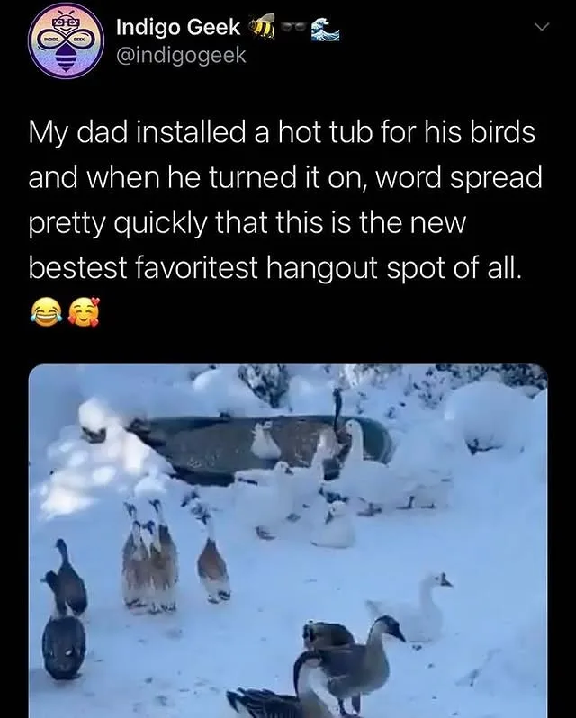A snowy outdoor scene shows numerous geese and swans gathered around a dark, circular hot tub partially buried in snow. The…