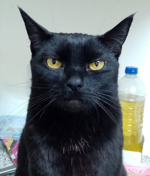 A close-up photo of a black cat with intense yellow eyes staring directly at the camera, its expression appearing stern and…