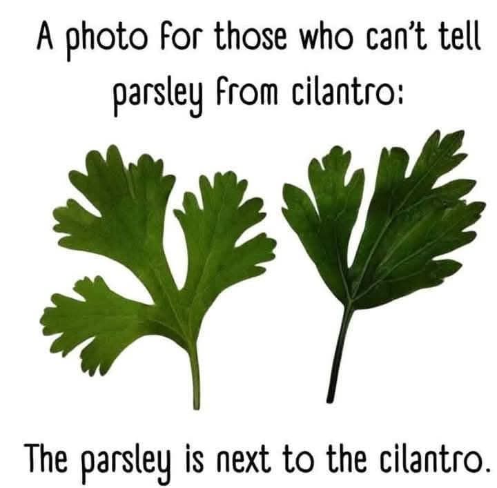 The image displays two green leafy herbs side by side against a white background. The herb on the left has a more finely…