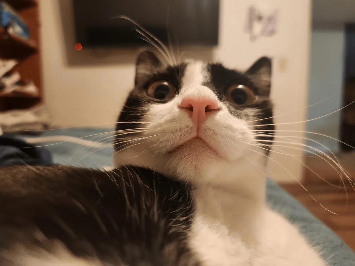 A close-up photo of a black and white cat with wide, startled eyes looking upward, its pink nose and long whiskers…