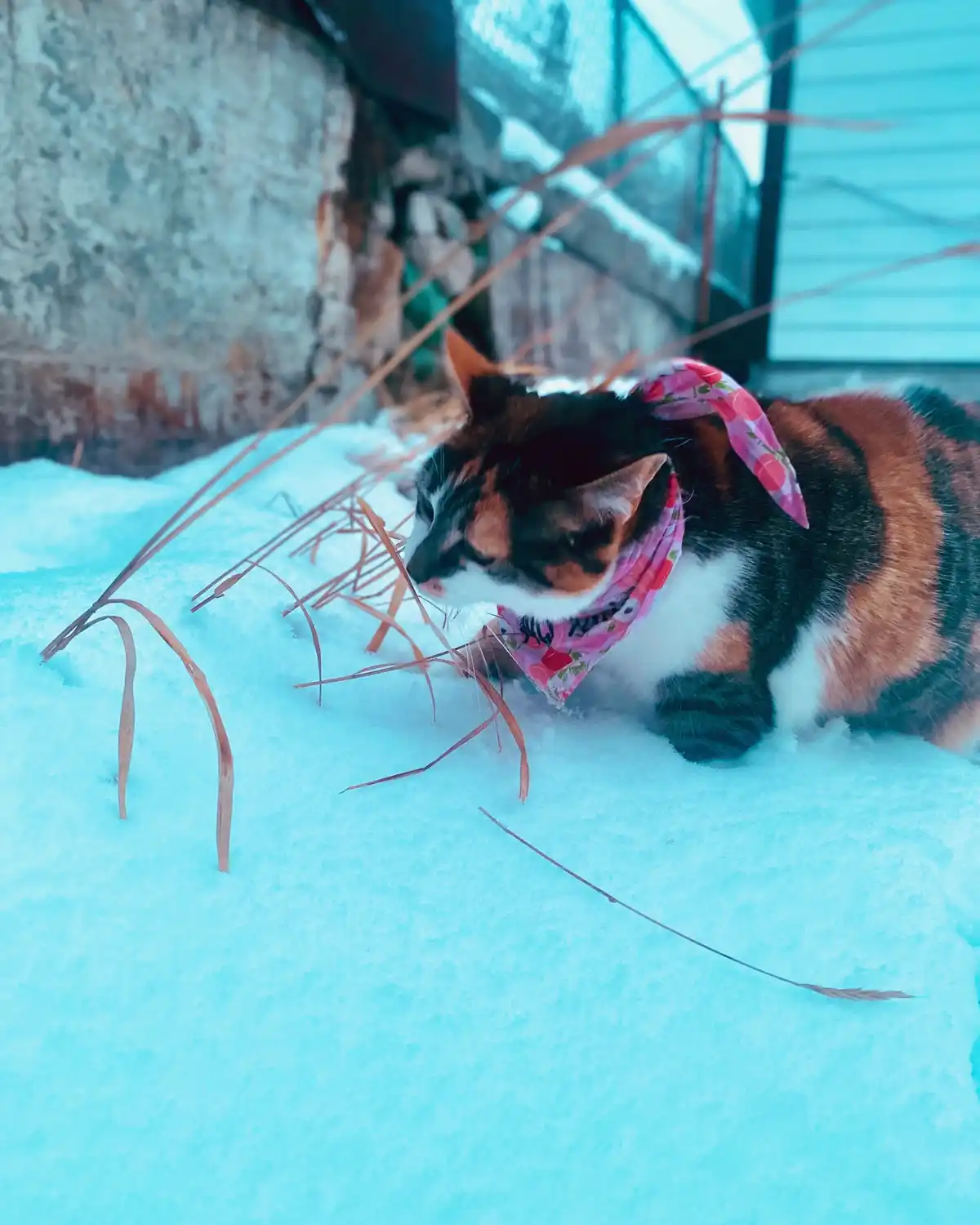 A calico cat wearing a pink floral bandana lies in a pile of snow, sniffing at dry grass stalks. The image has a cool blue…