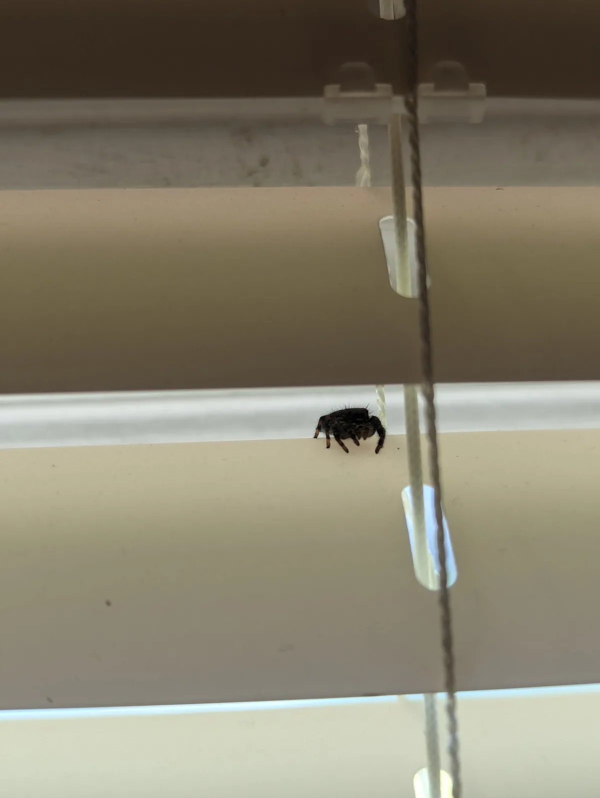 Adorable Little Bugs That Will Melt Your Heart