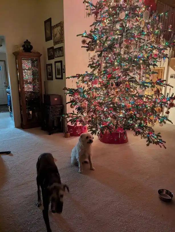 Wishing Everyone a Merry Christmas!