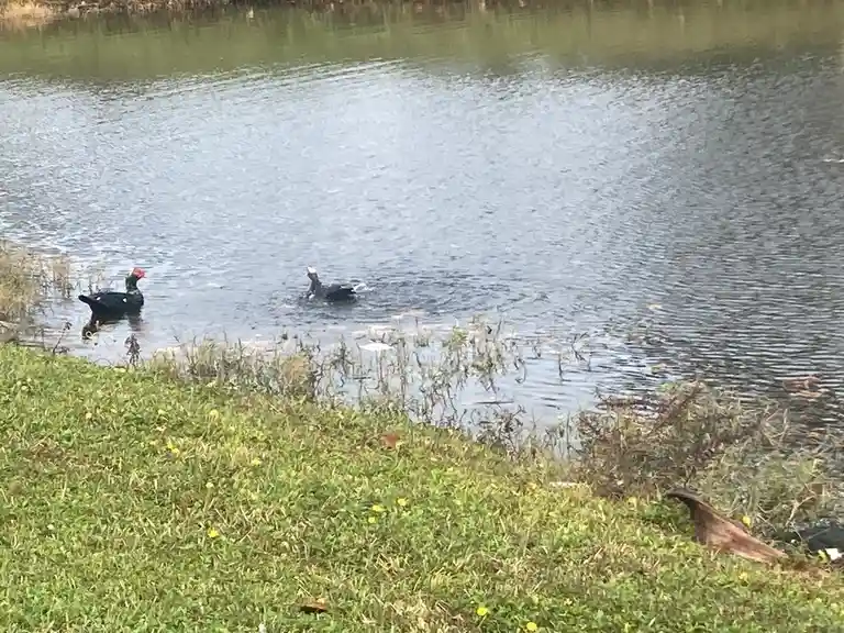 Two black muscovy ducks are in a calm pond, one swimming while the other stands near the grassy bank. The image has the text…