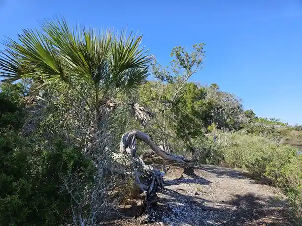A photo of a natural outdoor scene with a gravel path, a large palm tree with green fronds, and a gnarled, twisted tree…