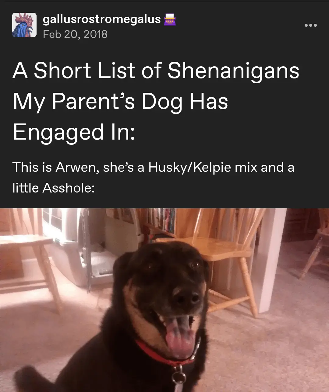 A screenshot of a social media post from February 20, 2018, by user 'gallusrostromegalus' featuring a black and tan dog…