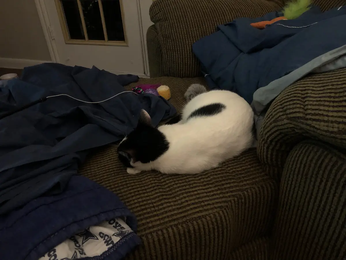 A black-and-white cat is curled up sleeping on a striped brown couch, surrounded by rumpled blue blankets and scattered…